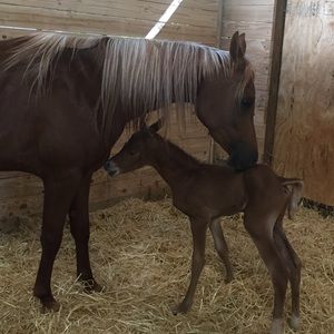 Meet your Posher, Jane